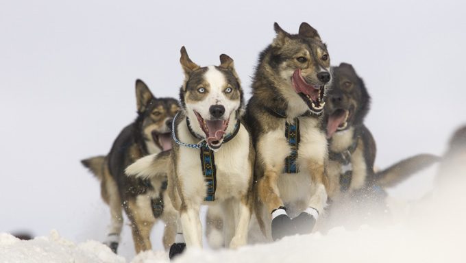 sled dogs running in snow