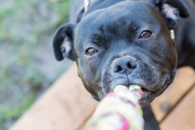 Staffordshire bull terrier black dog pulling a rope, playing tug of war, on wooden decking.