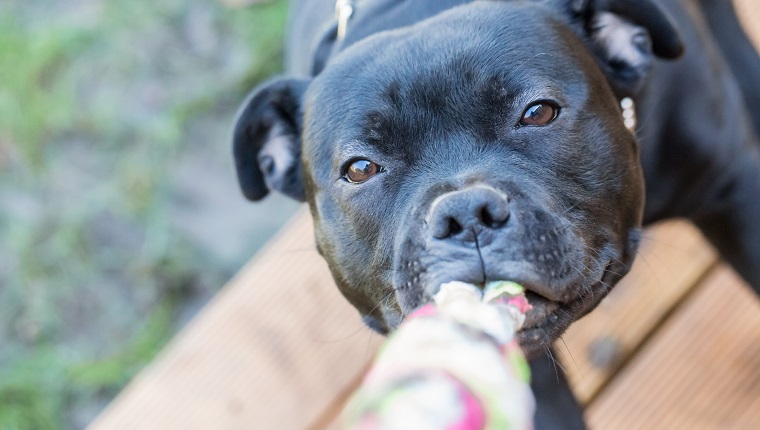 Should Dogs Play Tug-of-War?