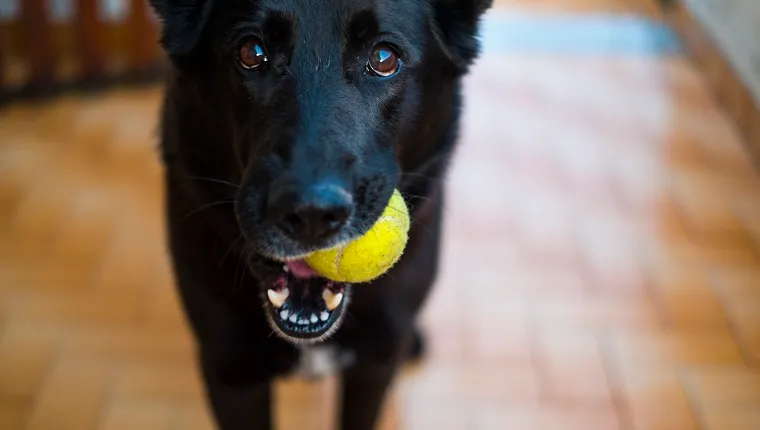 front view of a Black German shepherd holding a tennis ball in his mouth begging for play