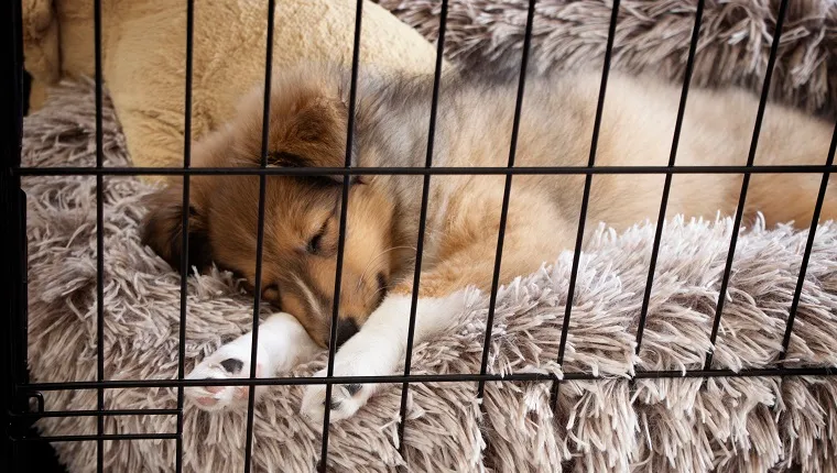Crate Training Puppy. Sheltie sleeping on fluffy and warm bed. Winter Concept