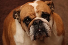 British Bulldog looking stern