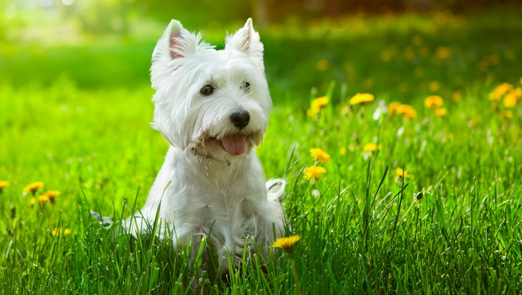 Westie outside surrounded by flowers