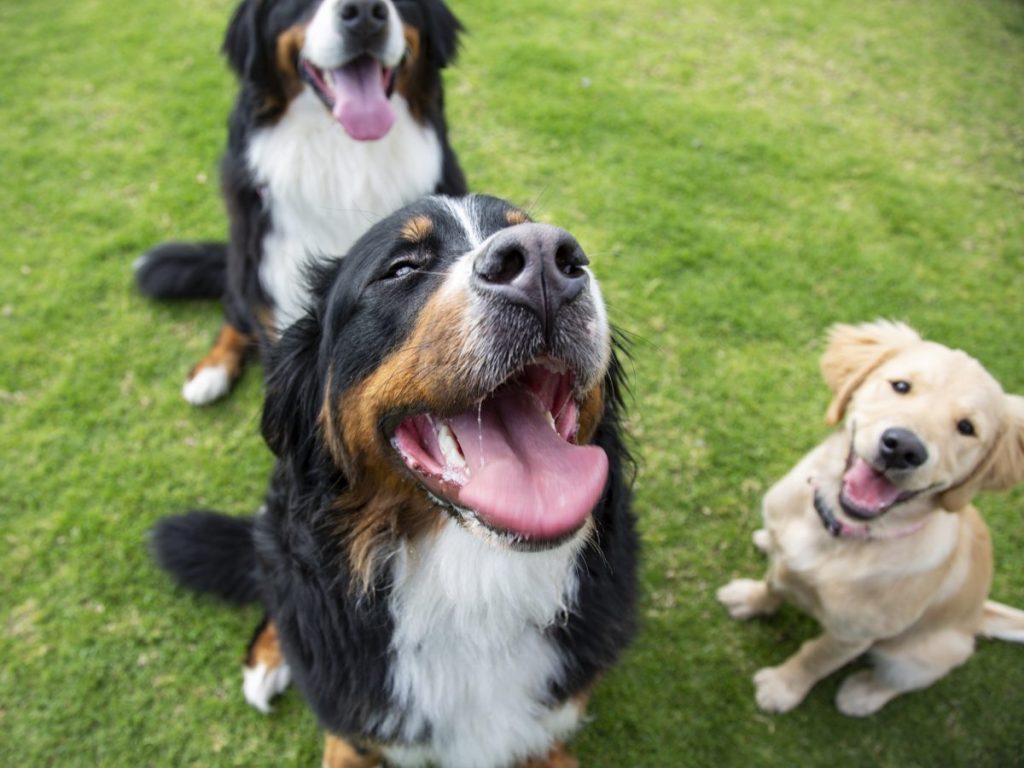 happy dogs dog park etiquette