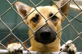 dog sticking nose through cage at no-kill shelter