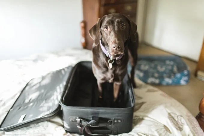 can you travel first class with a dog