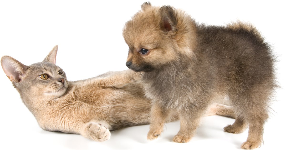 Cat breeds Largest, smallest, and most dog like DogTime