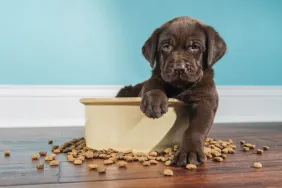 Chocolate Labrador Retriever puppy eating kibble guide to dog food and nutrition