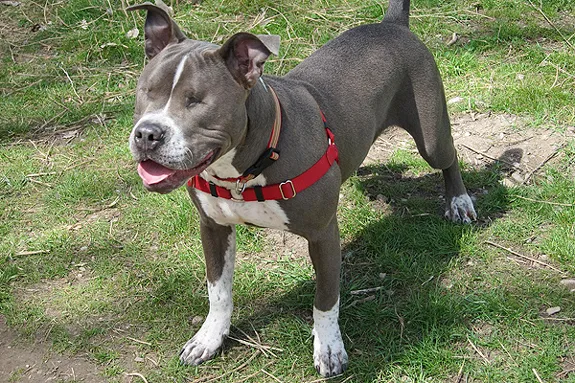 Light best sale grey pitbull