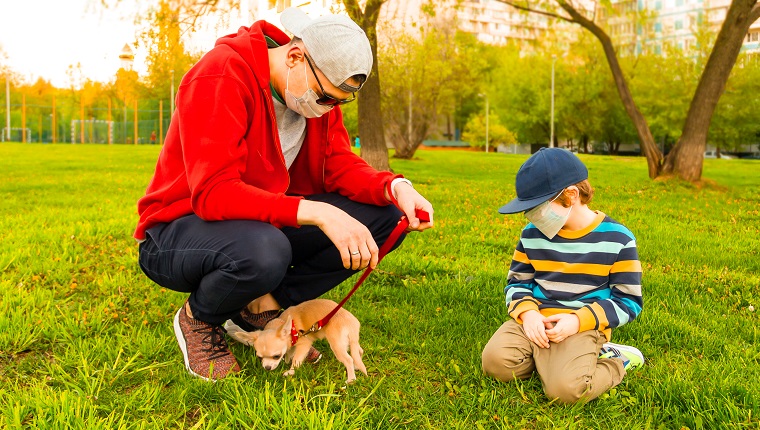 Young caucasian father and son in medical protective masks stay in park at sunny day on grass. Dad and child boy walk and play with the cute little puppy dog chihuahua