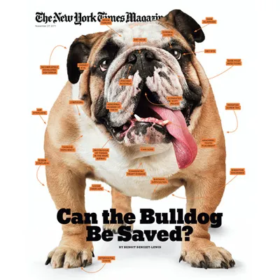 Sunday Edition New York Times: Can the Bulldog Be Saved? - DogTime