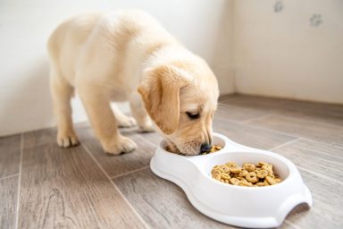 Golden Retriever puppy eating food from a dog bowl on the floor.