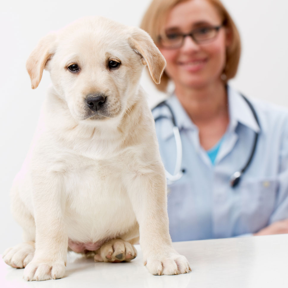 Research offers hope to canine — and human — cancer patients DogTime