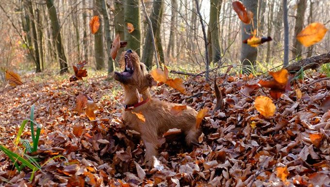 Irish Terrier plays in the leaves