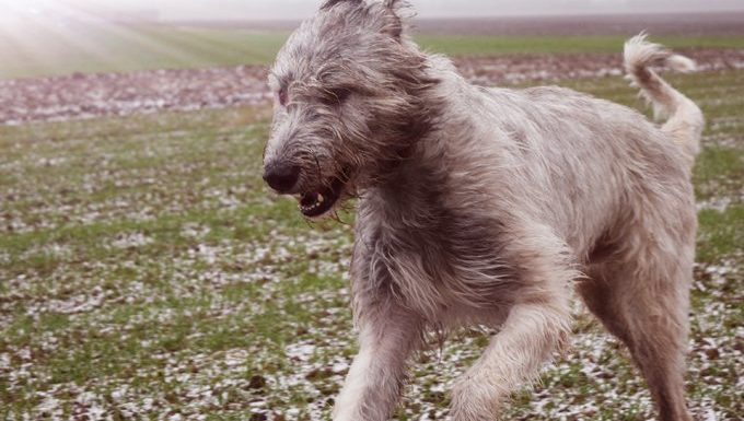 irish wolfhound runs through field