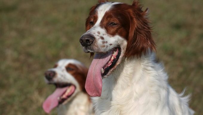 two irish red and white setters