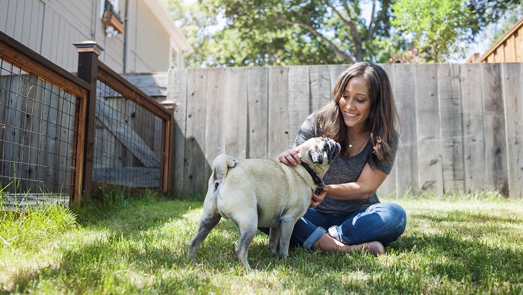 Escaping Dogs: Why Dogs Try To Escape & How You Can Stop The Habit ...