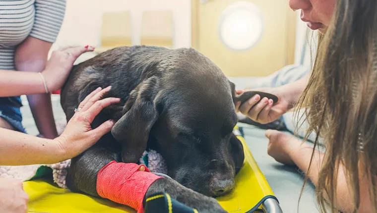 Gift for vet after dog clearance dies