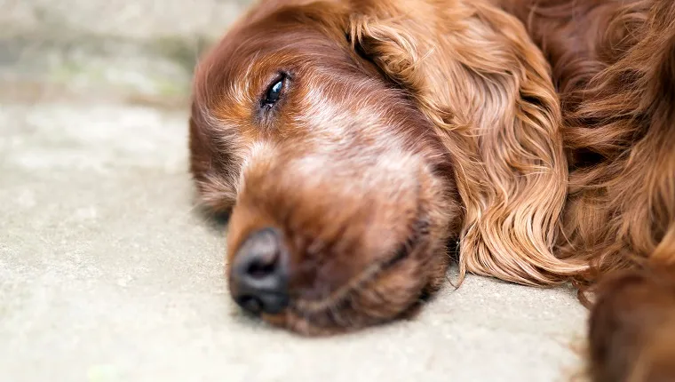 Portrait of a beautiful, cute old Irish Setter dog