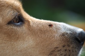Tick encephalitis on the nose of the dog. A dangerous insect, a carrier of the disease