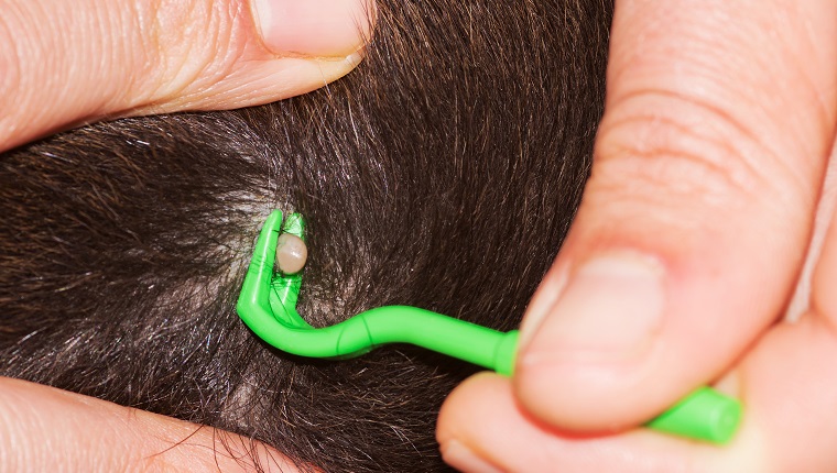 Closeup of a full tick in the fur of a dog with human hands holding green pliers to remove it