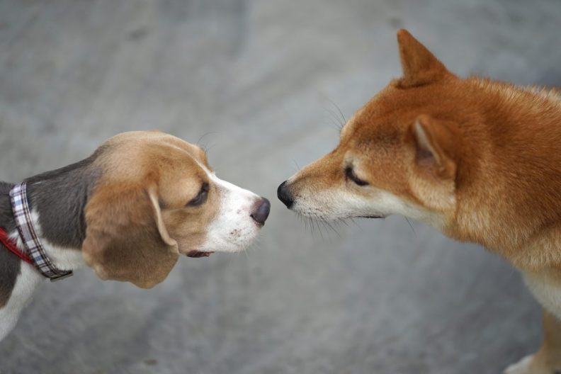 Beagle and Shiba Inu sniffing each other dog socialization