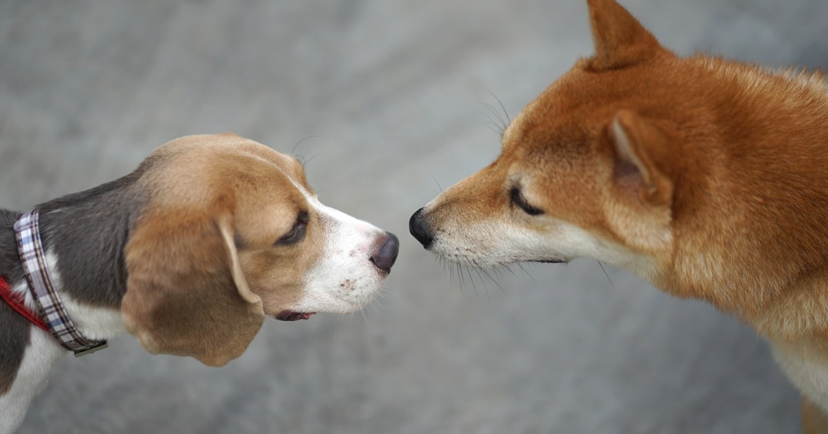 Why Socialization Is So Important for Dogs - Dogs Academies