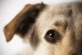 Close-up of dog's eye that may have cataracts