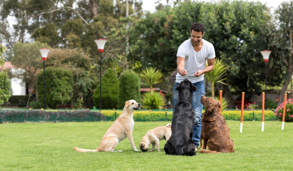 dog trainer working with dogs at the park