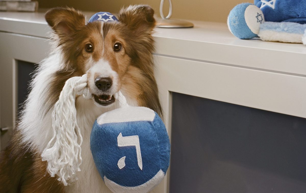How to Throw a Bark Mitzvah for Your Dog