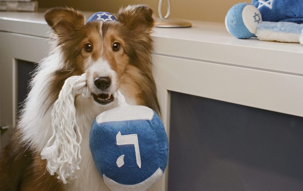 Jewish dog celebrating bark mitzvah