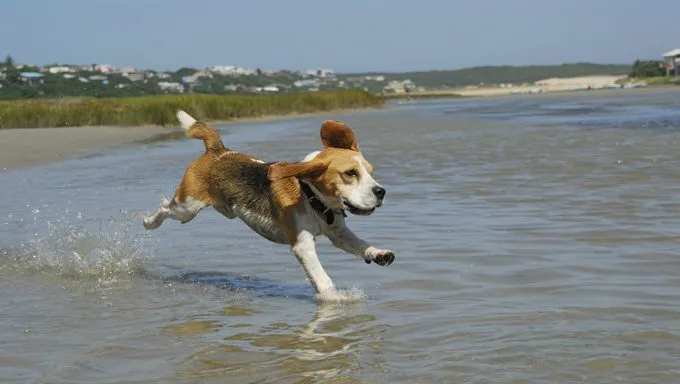 25 top beagle names 2024 female