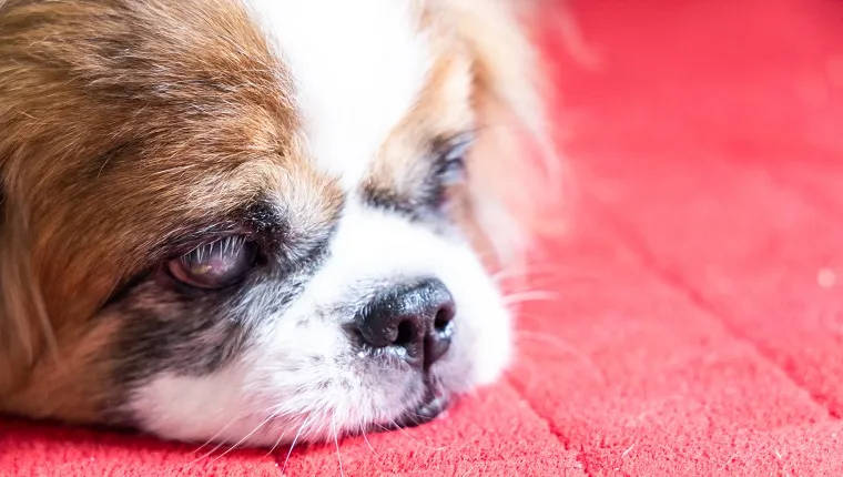 Old age blind pekingese dog with cataract on both eyes resting on floor