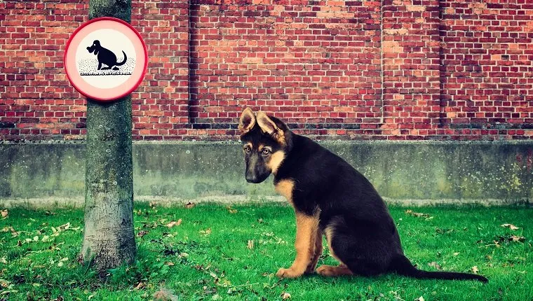 A sad dog is sitting outdoors in the grass next to a tree with a no pooping sign.