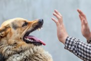 A male German shepherd bites a man by the hand.