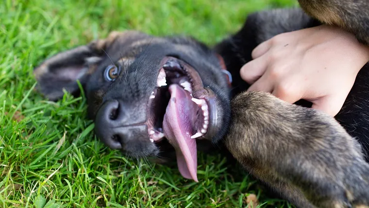 german shepherd puppy showing tongue and teeth