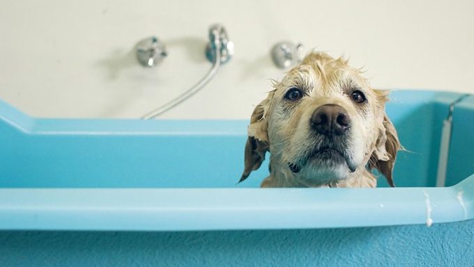 how to give a dog a bath in the bathtub