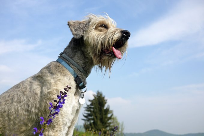 herbal-medicine-for-dogs-101-dogtime