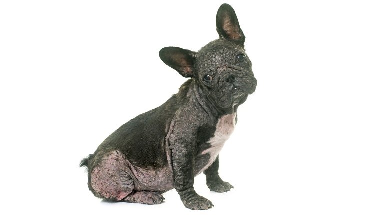 french bulldog with Demodicosis in front of white background