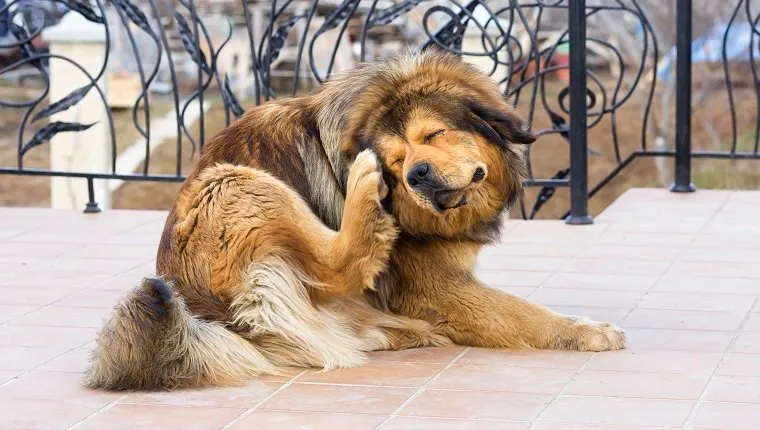 Tibetan Mastiff Dog Scratching Flea