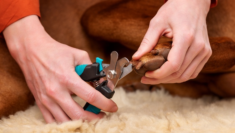 7 Tips for Successful Dog Nail Trims - Dr. Buzby's ToeGrips for Dogs