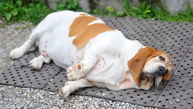 Is Your Dog Overweight: Signs, Symptoms & What to Do