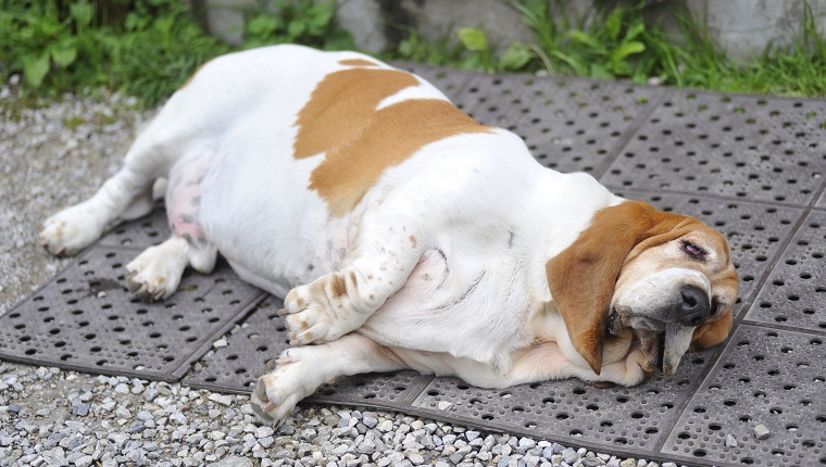 Dog Obesity: Causes & How To Tell If Your Dog Is Overweight - DogTime