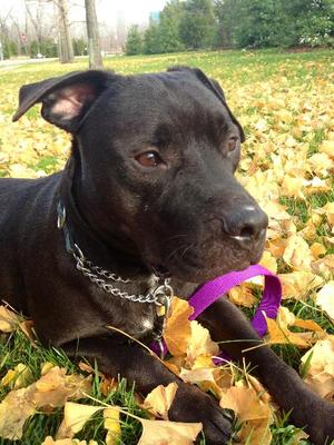 Back in Black Adoptable Dog of the Day: May 2, 2012 - DogTime