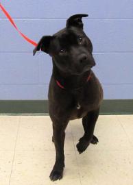 Back in Black Adoptable Dog of the Day: May 7, 2012 - DogTime