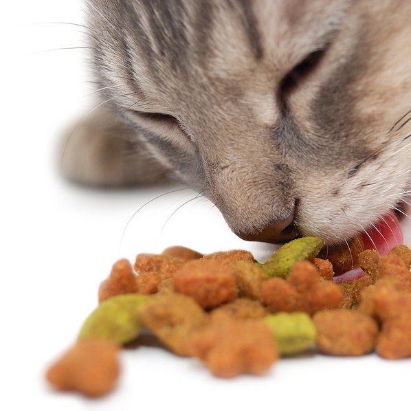 Cat food and nutrition DogTime