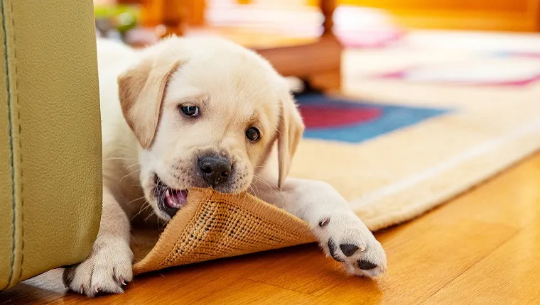 Puppy Proofing: How To Make Your Home Safe For Your New Puppy - DogTime