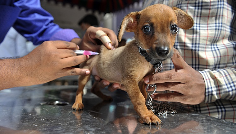An Indian veterinary clinic employee gives a rabies vaccination to a pet dog at a free vaccination camp at the Government Super Speciality Veterinary Hospital on the occasion of World Zoonoses Day in Hyderabad on July 6, 2016.Indian Immunologicals Limited conducted a free vaccination camp in the city free of cost on the occasion of World Zoonoses Day at government hospitals across the city. / AFP / NOAH SEELAM (Photo credit should read NOAH SEELAM/AFP/Getty Images)