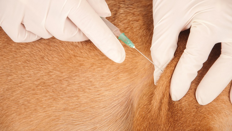 vet gives the dog an injection, vaccination