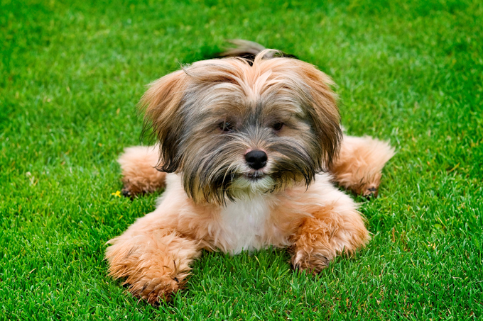 Shih Tzu Dog Names - DogTime